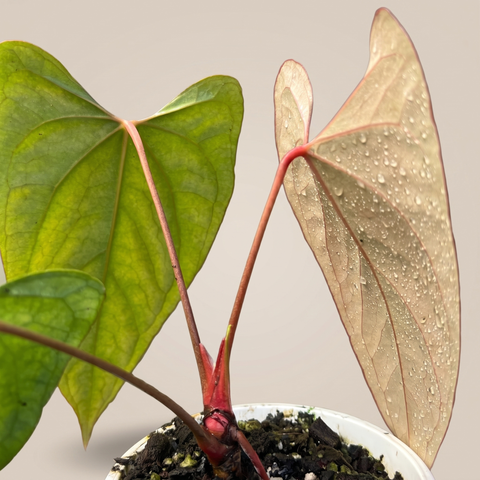 Anthurium Dark Rubri — estúdio 3