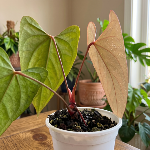 Anthurium Dark Rubri — ambiente 3