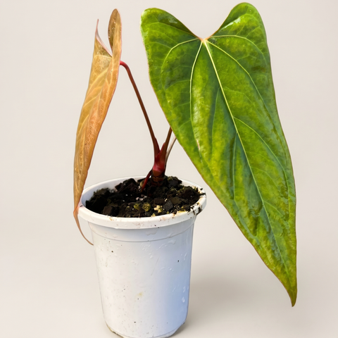 Anthurium Dark Rubri — estúdio 4