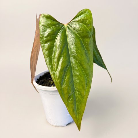 Anthurium Dark Rubri — estúdio 2