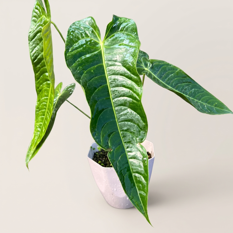 Anthurium veitchii — estúdio 3
