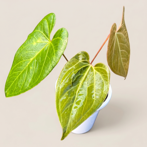 Anthurium Fast Velvet — estúdio 3