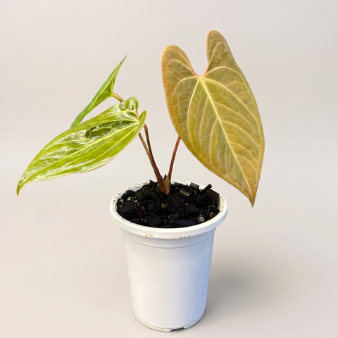 Anthurium Fast Velvet — estúdio 5