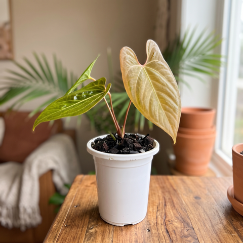 Anthurium Fast Velvet — ambiente 5