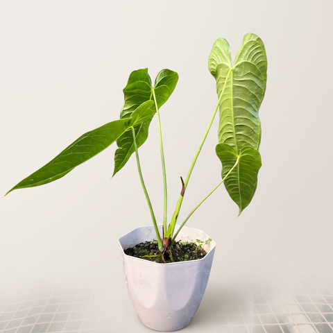 Anthurium veitchii — estúdio 4