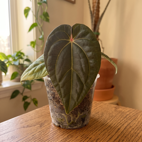 Anthurium David Portilla Dreams — ambiente 1