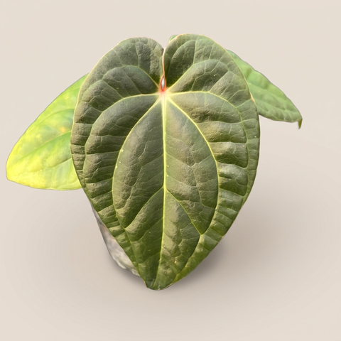 Anthurium David Portilla Dreams — estúdio 2