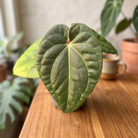 Anthurium David Portilla Dreams — ambiente 2