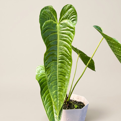 Anthurium veitchii — estúdio 2