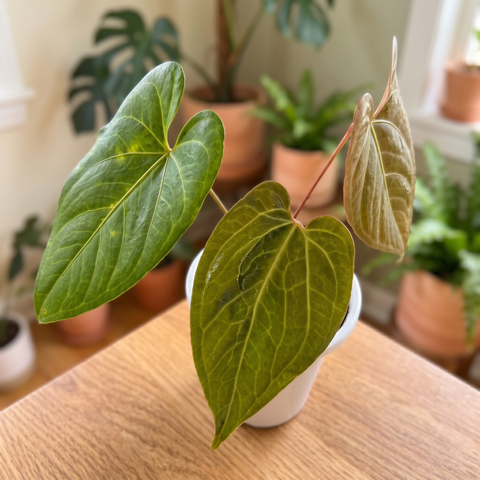 Anthurium Fast Velvet — ambiente 3