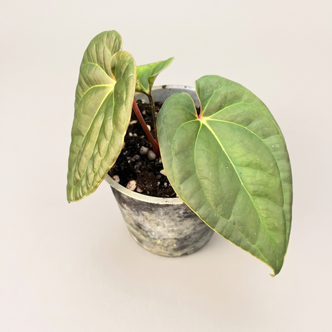 Anthurium David Portilla Dreams — estúdio 3