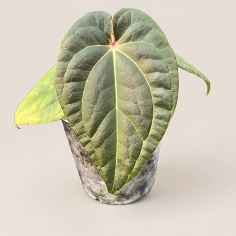 Anthurium David Portilla Dreams — estúdio 4