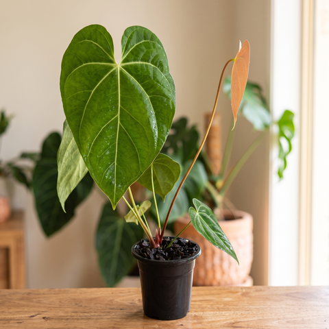 Anthurium NOID nativo — ambiente 1