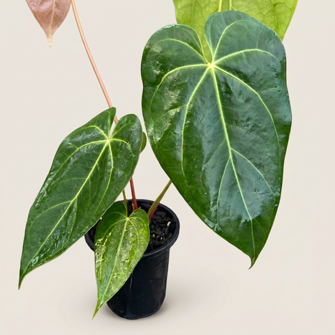 Anthurium NOID nativo — estúdio 4