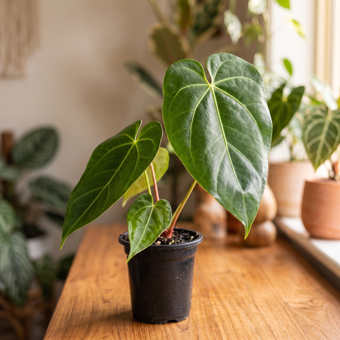 Anthurium NOID nativo — ambiente 4