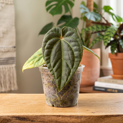 Anthurium David Portilla Dreams — ambiente 4