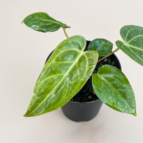 Anthurium Tropican 01 — estúdio 2