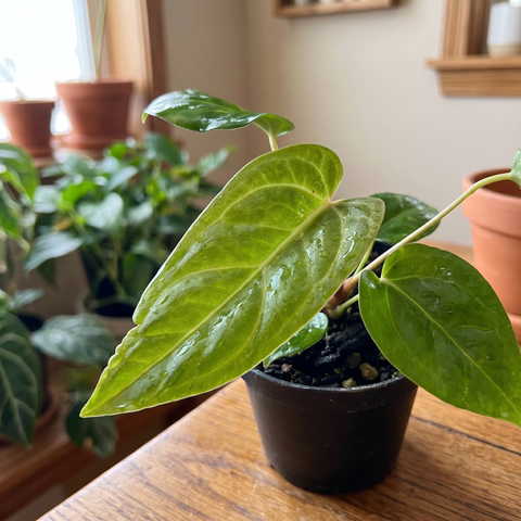Anthurium Tropican 01 — ambiente 2