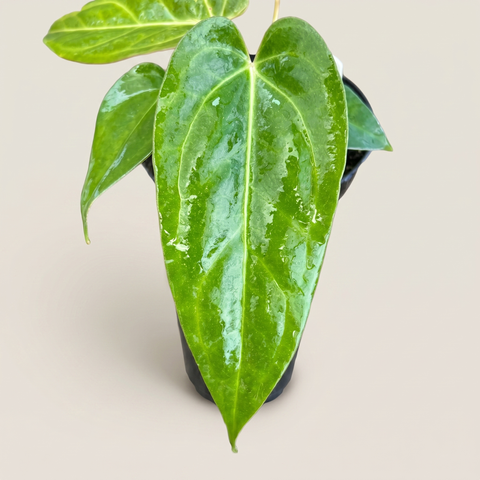 Anthurium Tropican 01 — estúdio 3