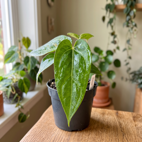 Anthurium Tropican 01 — ambiente 3