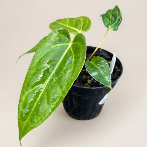 Anthurium Tropican 01 — estúdio 4