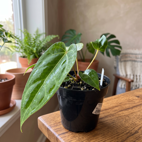 Anthurium Tropican 01 — ambiente 4