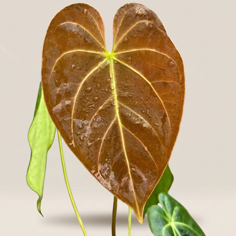 Anthurium NOID nativo — estúdio 3