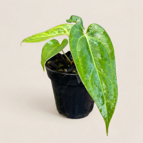 Anthurium Tropican 01 — estúdio 5