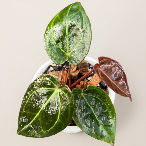 Anthurium NOID scott chen — estúdio 2