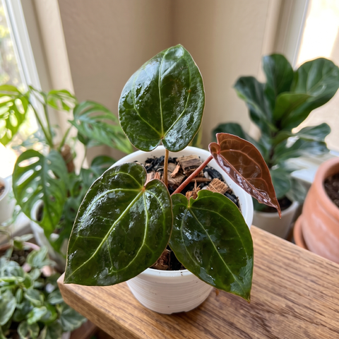 Anthurium NOID scott chen — ambiente 2