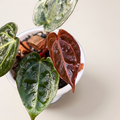 Anthurium NOID scott chen — estúdio 3