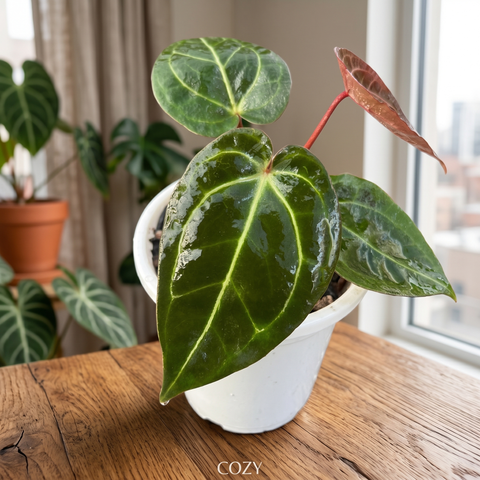 Anthurium NOID scott chen — ambiente 1