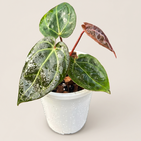 Anthurium NOID scott chen — estúdio 4