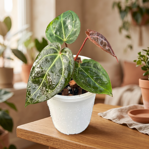 Anthurium NOID scott chen — ambiente 4