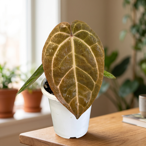 Anthurium AOS Scott Cohen — ambiente 1