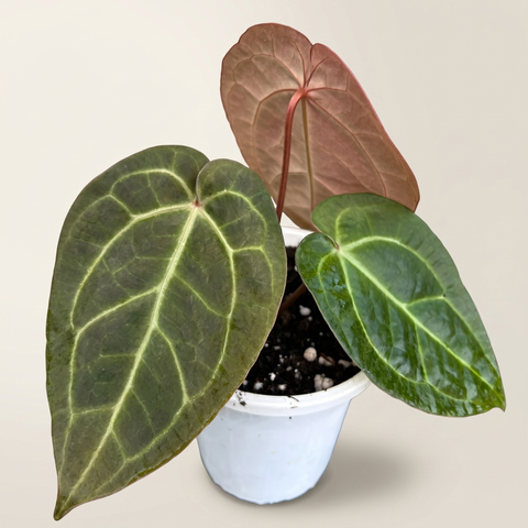 Anthurium AOS Scott Cohen — estúdio 3