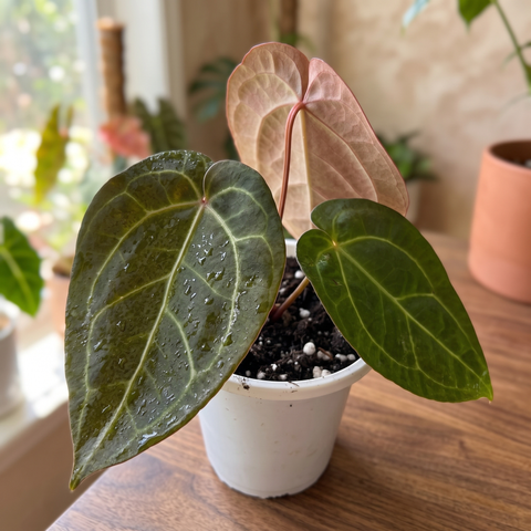 Anthurium AOS Scott Cohen — ambiente 3