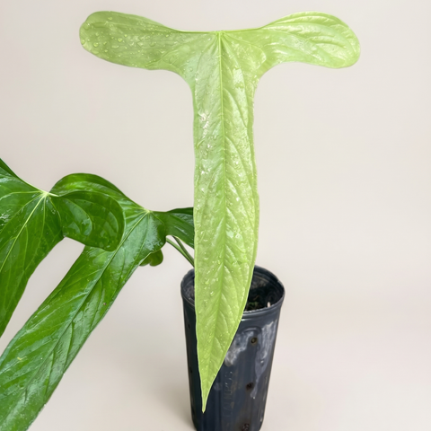 Anthurium Moronense — estúdio 2