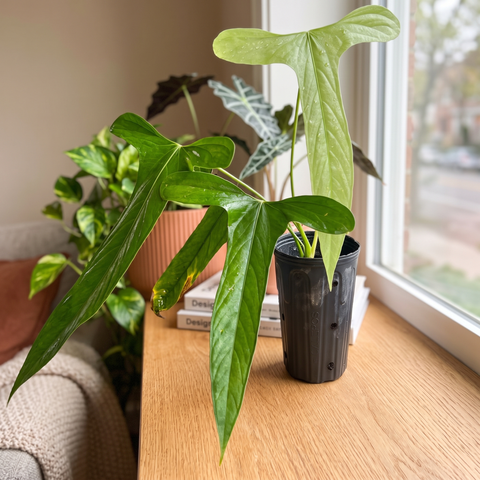 Anthurium Moronense — ambiente 1