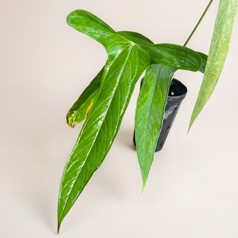 Anthurium Moronense — estúdio 3
