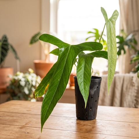 Anthurium Moronense — ambiente 3