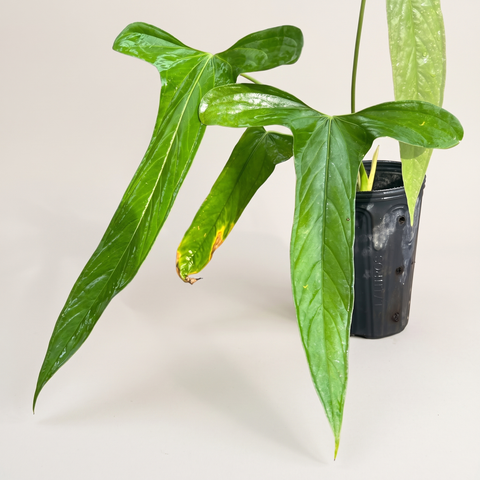Anthurium Moronense — estúdio 4