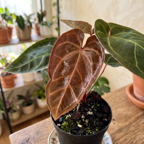 Anthurium Ace of Spades — ambiente 1