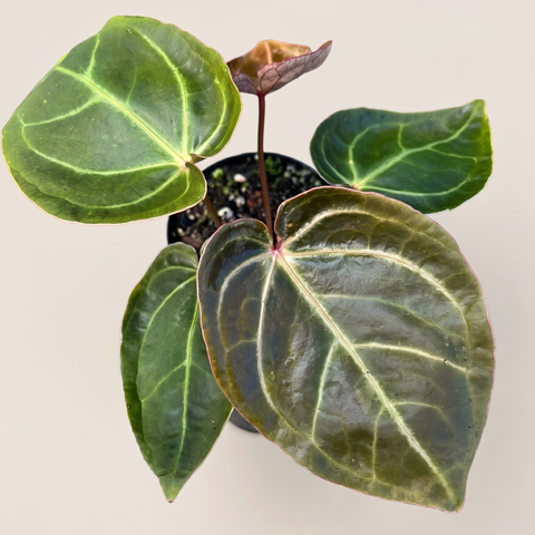 Anthurium Ace of Spades — estúdio 2