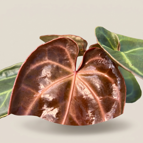 Anthurium Ace of Spades — estúdio 3