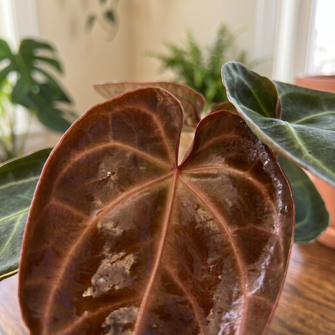 Anthurium Ace of Spades — ambiente 3