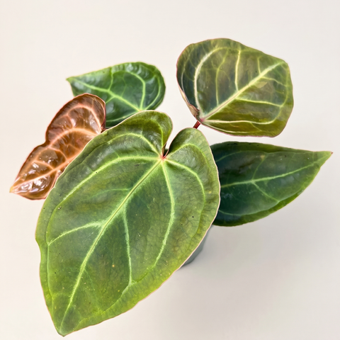 Anthurium Ace of Spades — estúdio 4