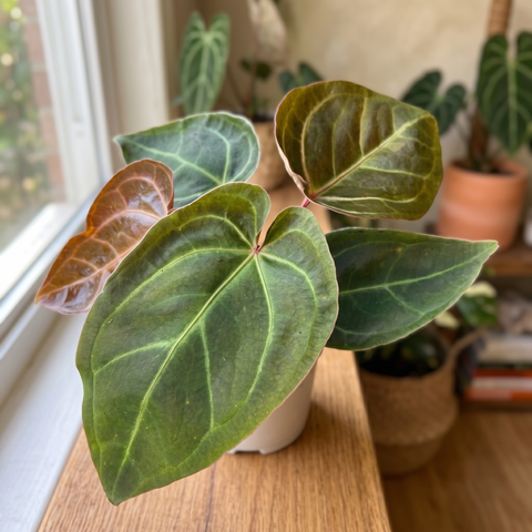 Anthurium Ace of Spades — ambiente 4