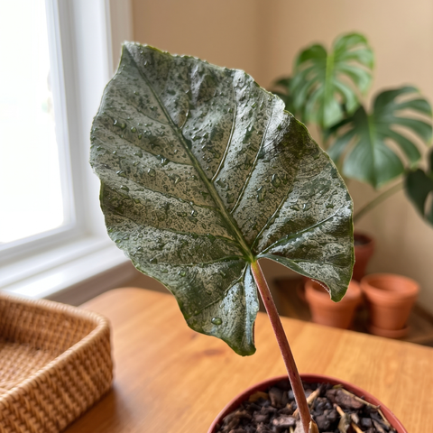 Alocasia Antoro velvet — ambiente 2