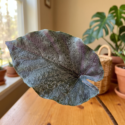 Alocasia Antoro velvet — ambiente 3